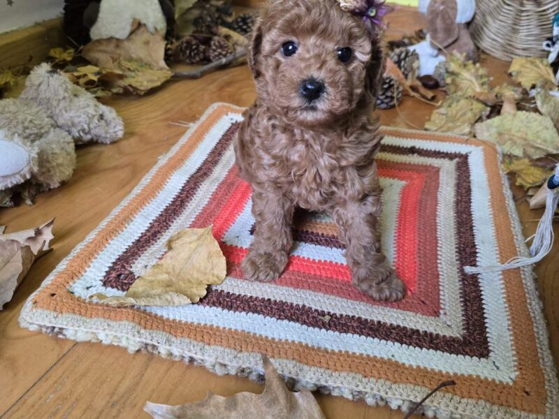 TOY Crvene Pudle/Crvena Pudla - štenci