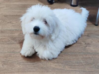 Coton de Tulear