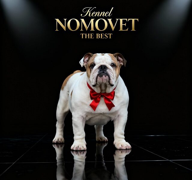 Engleski buldog vrhunski štenci