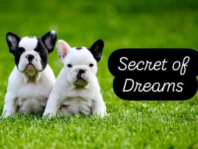 Francuski buldog, štenci vrhunskog porekla
