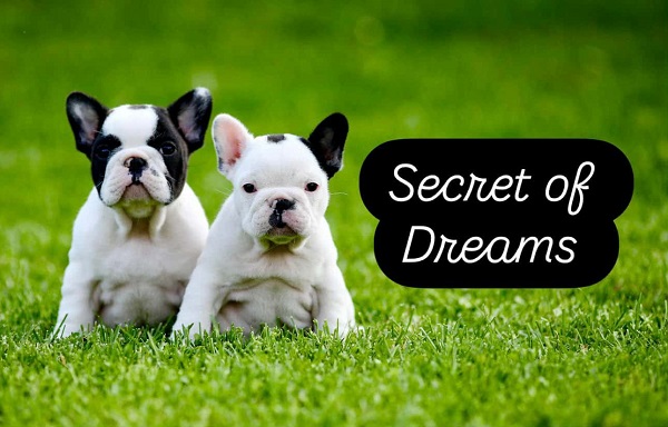 Francuski buldog, štenci vrhunskog porekla