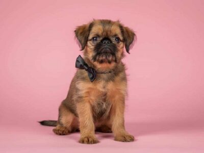 Briselski Grifon – vrhunsko muško štene