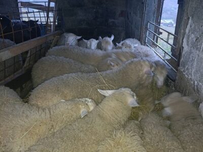 Jagnjići, četiri ipo meseca