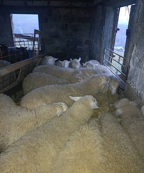 Jagnjići, četiri ipo meseca