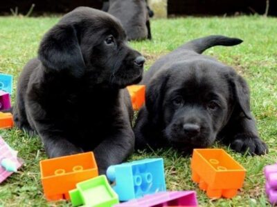 LABRADOR štenci, žute i crne boje