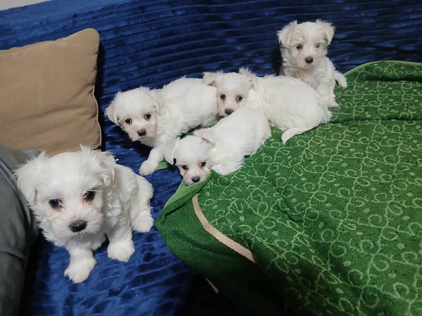 Maltezer
