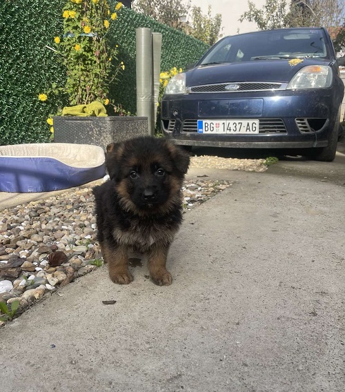 Nemački ovčar