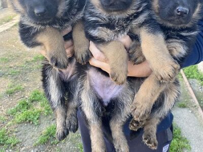 Štenci NEMAČKOG OVČARA