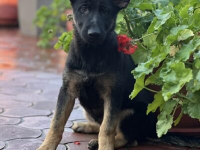 Radni nemački ovčari