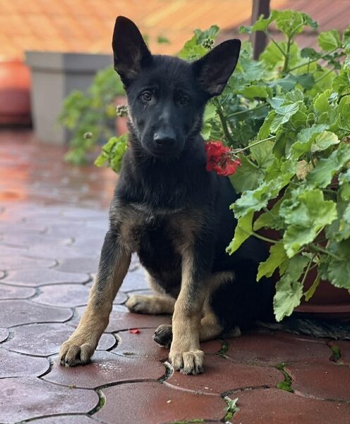 Radni nemački ovčari