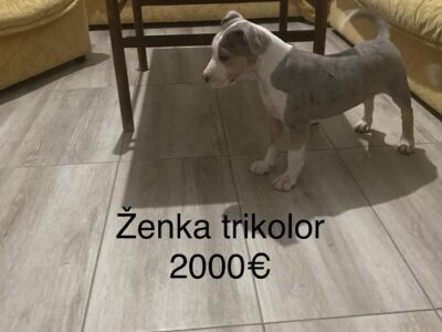Pit bull terijer