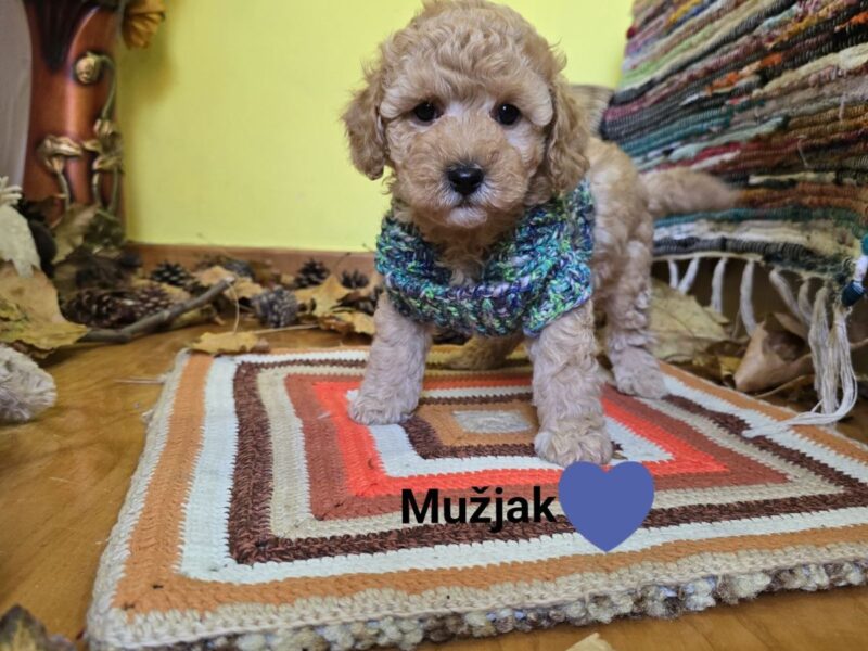 TOY Aprikot Pudle/Aprikot Pudla - mužjak