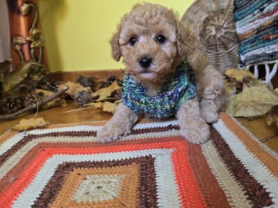 TOY Aprikot Pudle/Aprikot Pudla - mužjak