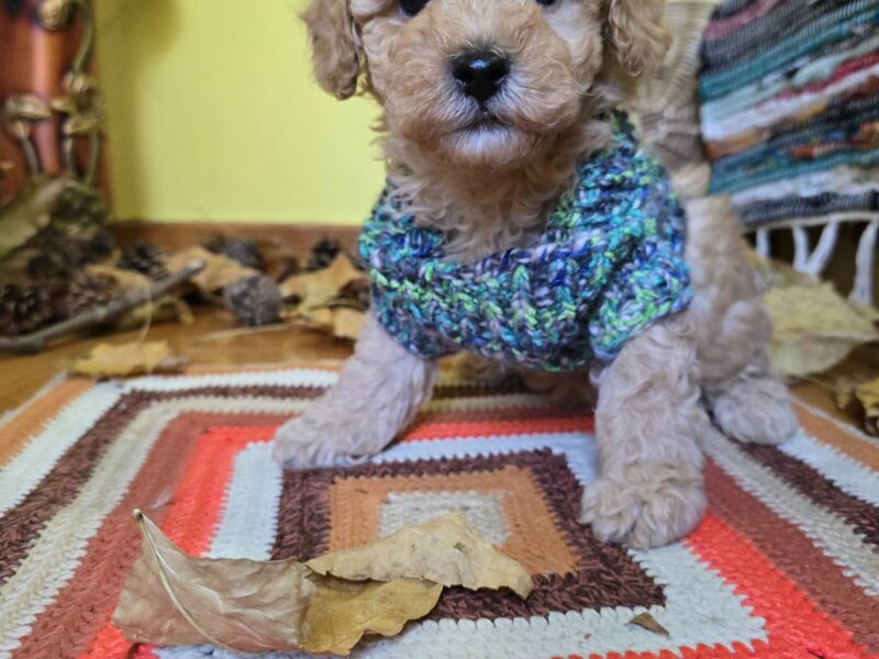 TOY Aprikot Pudle/Aprikot Pudla - mužjak