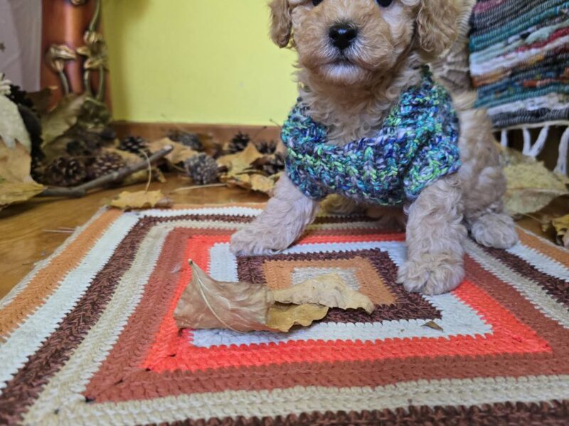 TOY Aprikot Pudle/Aprikot Pudla - mužjak