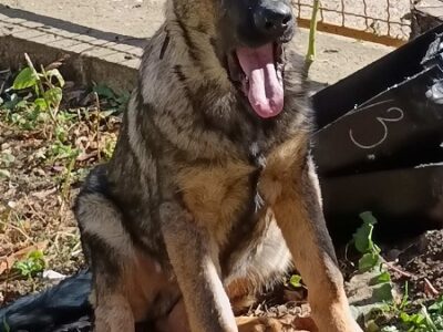 Nemački ovčar štenci