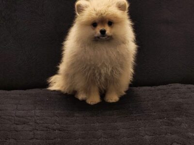 Štenci pomeranskog špica