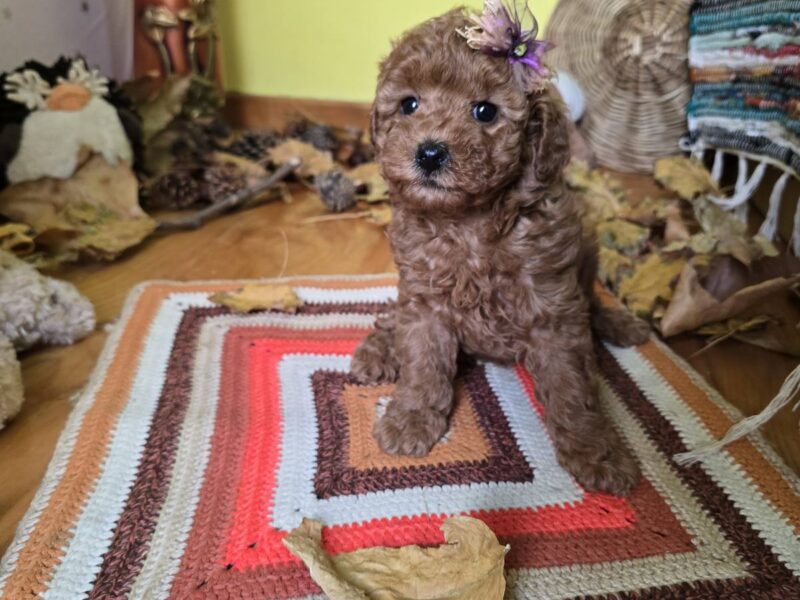 TOY Crvene Pudle/Crvena Pudla - štenci