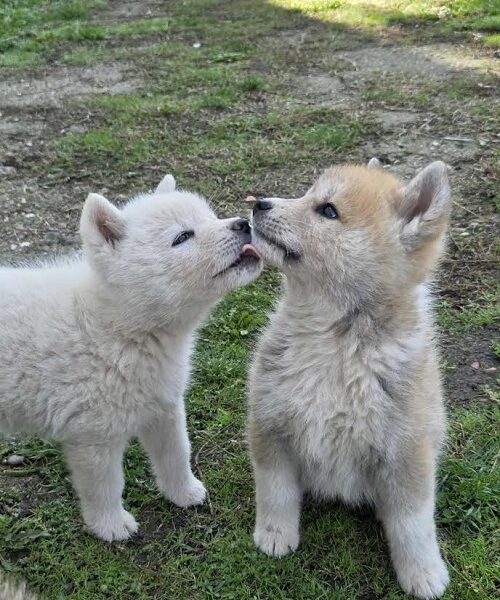 Japanska Akita, štenci