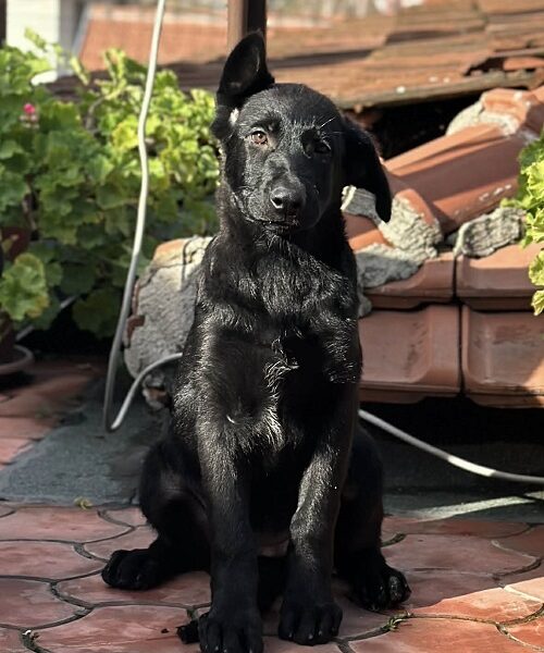 Radni nemački ovčari