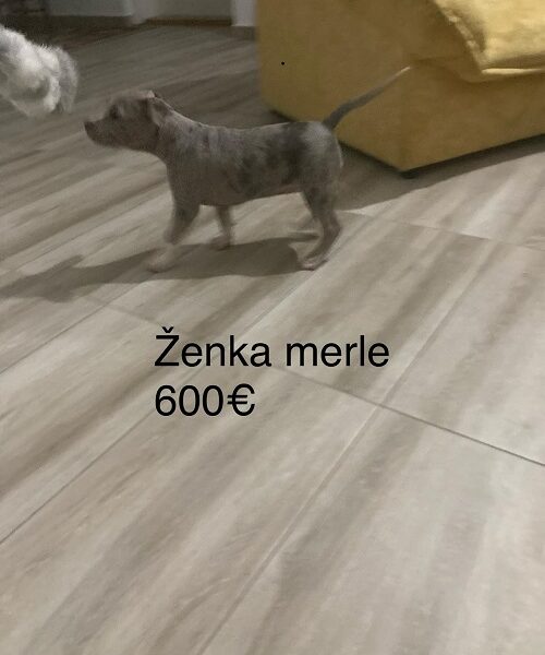 Pit bull terijer