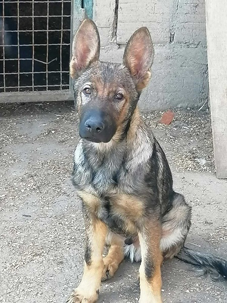 Nemački ovčar štenci