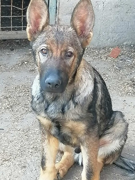 Nemački ovčar štenci