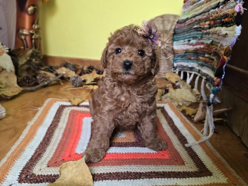 TOY Crvene Pudle/Crvena Pudla - štenci