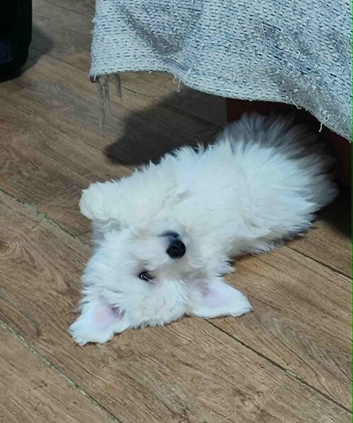Coton de Tulear