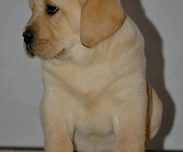 LABRADOR štenci, žute i crne boje