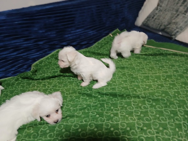 Maltezer