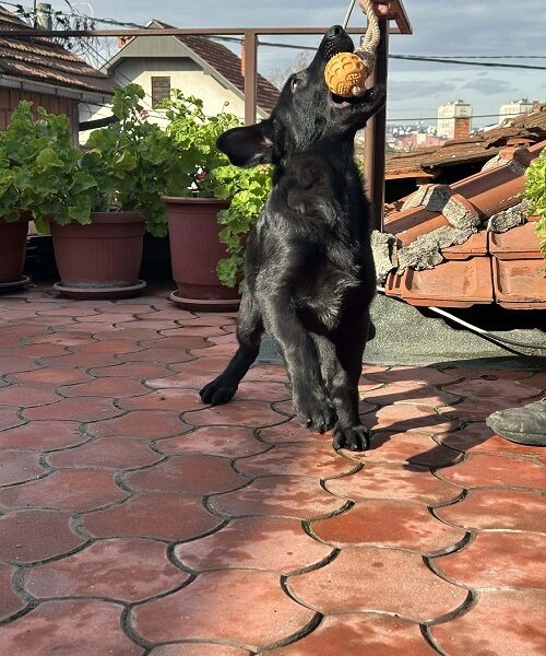 Radni nemački ovčari