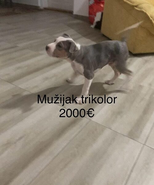 Pit bull terijer