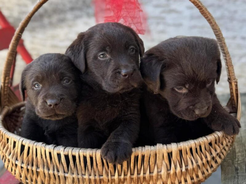 Labrador retriver štenci