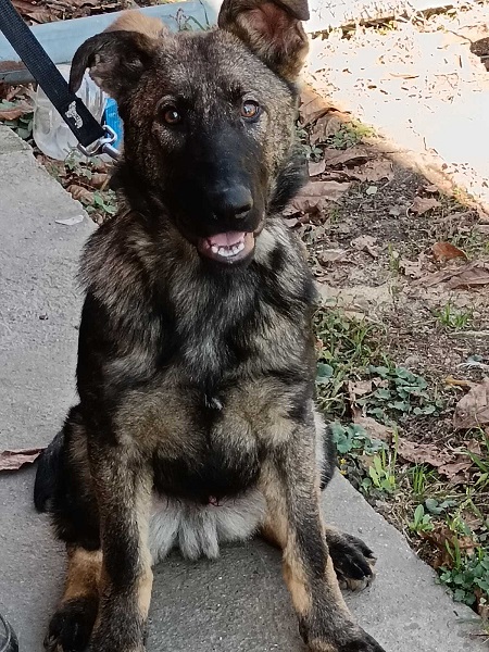 Nemački ovčar štenci