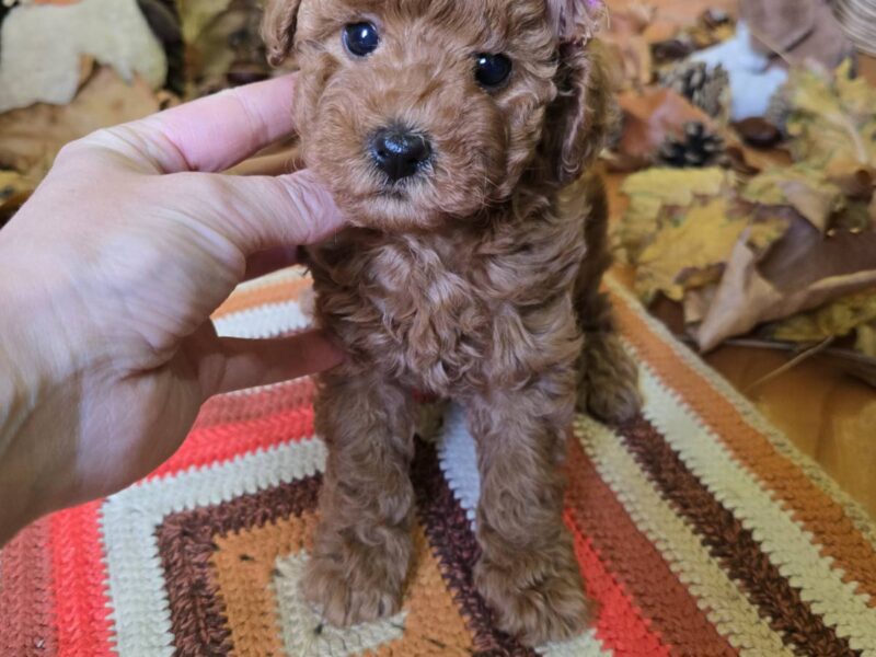 TOY Crvene Pudle/Crvena Pudla - štenci