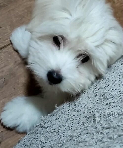 Coton de Tulear