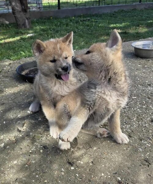 Japanska Akita, štenci