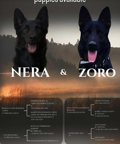 Radni nemački ovčari