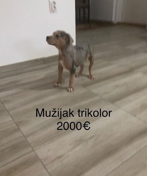 Pit bull terijer