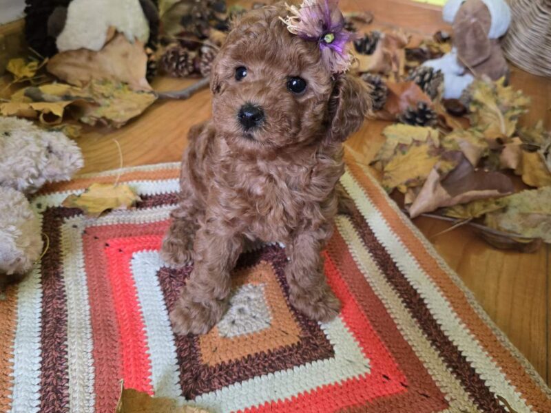 TOY Crvene Pudle/Crvena Pudla - štenci