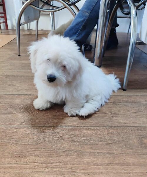 Coton de Tulear