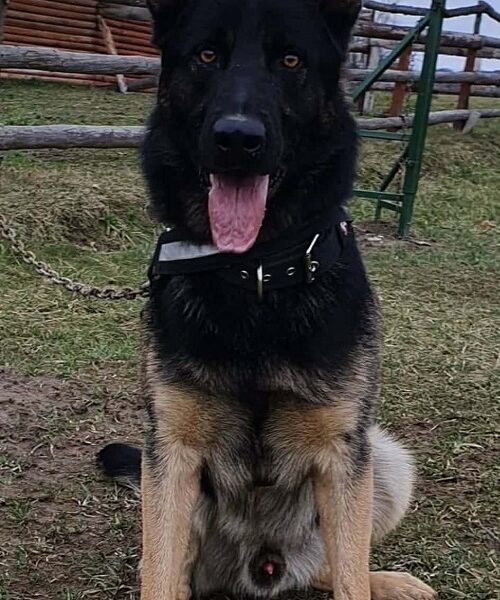 Radni nemački ovčari