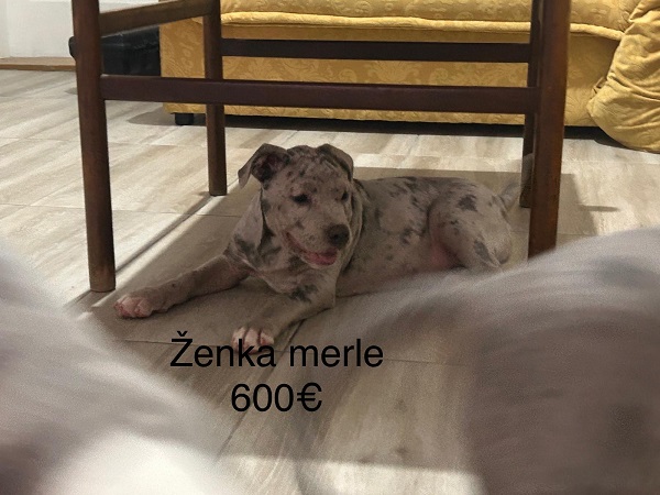 Pit bull terijer