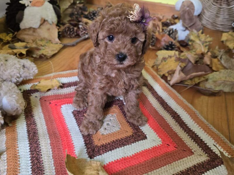 TOY Crvene Pudle/Crvena Pudla - štenci