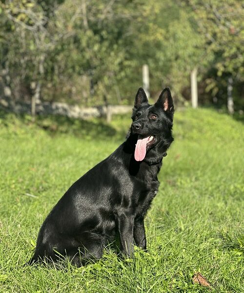 Radni nemački ovčari