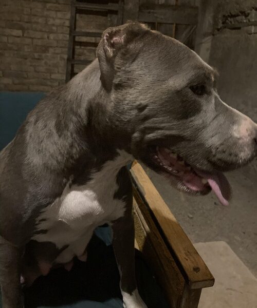 Pit bull terijer