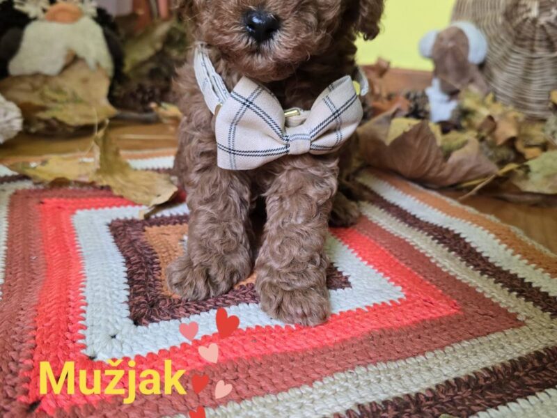 TOY Crvene Pudle/Crvena Pudla - štenci