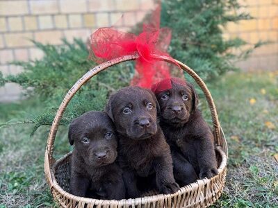 Labrador retriver štenci