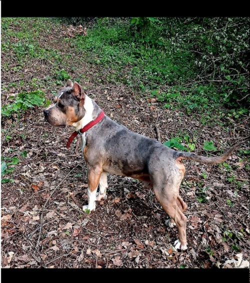 Pit bull terijer